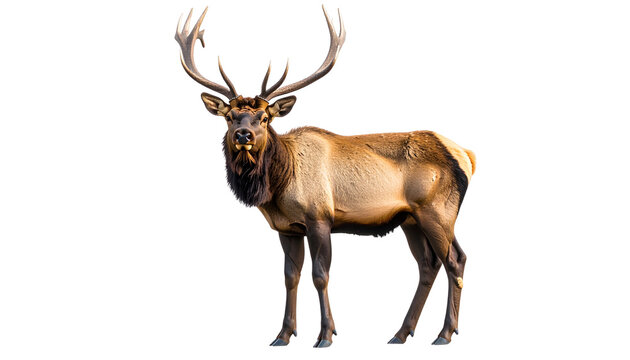 elk isolated on transparent background