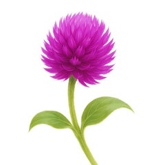 Vibrant Purple Globe Amaranth Flower on White Background Botanical Illustration