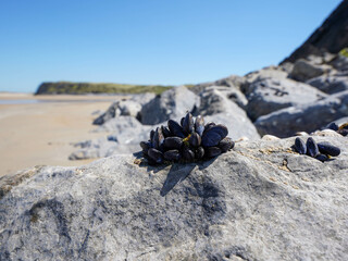 A cluster of mussels clings to a sunlit rock on a quiet, sandy beach © Tanya
