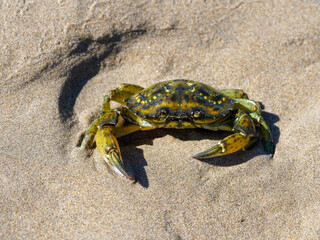 A green and yellow crab rests on the sunlit sand