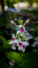 Close-Up of Pseuderanthemum Carruthersii Flower