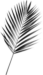 Leaf od palm