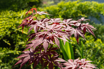 Vibrant red foliage Japanese maple (Acer Palmatum) with delicate, star-shaped leaves, set against lush, blurred garden background. Japanese maple grows on bank of garden pond