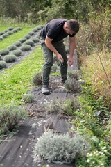 Gardener tending to lavender field, meticulously pruning for optimal growth and health. Row after...