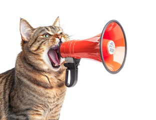 Tabby cat using a red megaphone isolated on transparent PNG