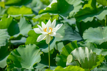 The white lotus flowers blooming in summer