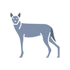 Indian wolf color flat icon for digital and print projects.