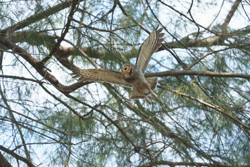 Spotted Wood-owl (Strix seloputo) flying  bird watching in the forest