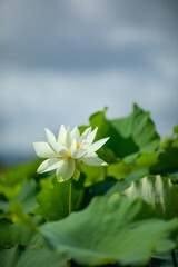 The white lotus flowers blooming in summer