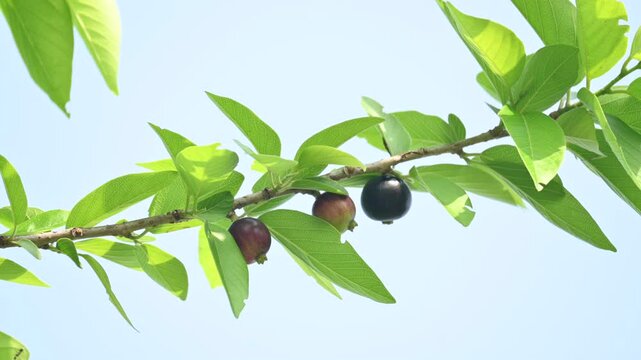 Alangium salvifolium or sage leaved alangium tree fruit. It is a flowering plant in the&nbsp;Cornaceae&nbsp;family. Wildfruit on the tree. 
