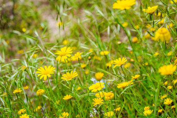 Close-up of a yellow wildflower blooming in a spring meadow