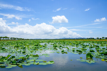 Summer lotus leaf fields and water town scenery