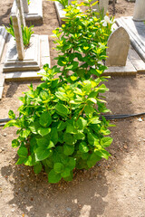 Green plant hydrangeas and spring growth emerge around ancient Muslim tombstones at the Süleymaniye Mosque cemetery, reflecting nature’s presence within sacred grounds