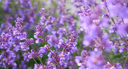 Catmint flowers in full bloom under spring sunlight. The horizontal format makes this image ideal for web banners, packaging design, botanical headers wellness branding, spa visuals, and herbal design