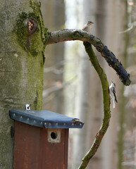 Two European pied flycatchers (Ficedula hypoleuca) near a birdhouse