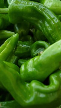 Vertical: Fresh Frigitelli Peppers at Italian Marketplace