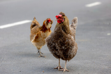 Selective focus of chickens walking on street, The North Holland Blue (Dutch: Noord-Hollandse Blauwe, Hoen) A Dutch breed of domestic chicken originating in the province of North Holland, Netherlands.