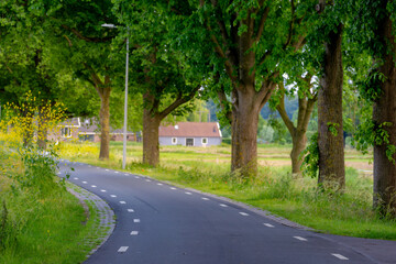 Obraz premium Spring landscape, Countryside road with tree trunks, Small street with green grass along Amstel river, Typical Dutch polder in between Ouderkerk aan de Amstel and Amsterdam, Noord Holland, Netherlands