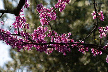 Close-up of a tree branch Eastern Redbud, or Eastern Redbud Cercis canadensis adorned with clusters of vibrant pink flowers, set against a softly blurred green background.