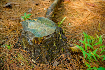 freshly felled tree stump surrounded by dry pine needles and small plants, tree trunk left over from felling with green moss on the ground, old stump in the forest,