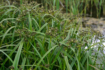 Wood club-rush (Scirpus sylvaticus) foliage in a wet meadow in July.