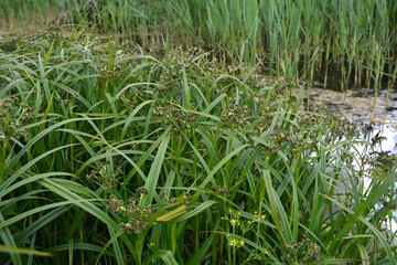 Wood club-rush (Scirpus sylvaticus) foliage in a wet meadow in July. © wiha3