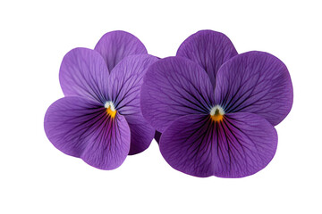 Obraz premium Two purple pansies flowers
