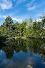 Tranquil garden spring pond reflecting lush greenery and tall evergreen plants and trees under clear blue sky creating serene natural landscape. Nature concept for spring design.