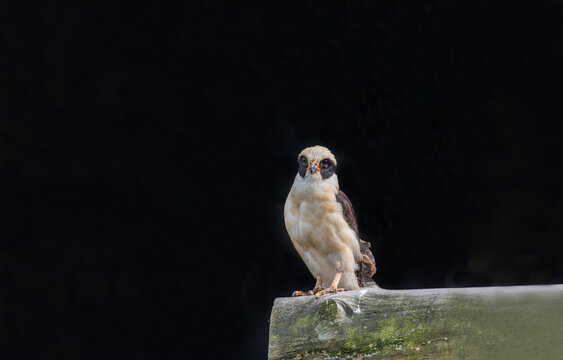 Laughing falcon (Herpetotheres cachinnans) from Ekvator