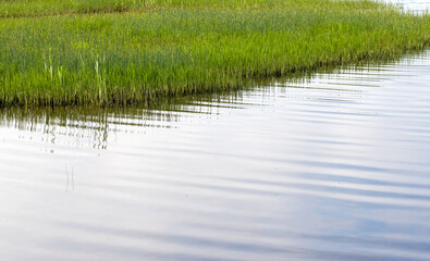 Serene view of vibrant green grass growing in a wet marshland