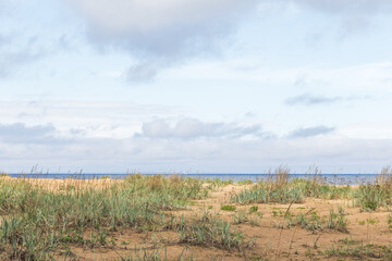 Fototapeta na wymiar Gulf of Finland, coastal view. Beach landscape photo featuring green sedge