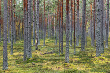 Quiet pine forest with slender tree trunks and dense mossy ground