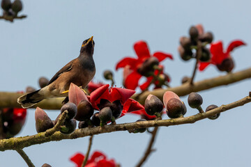 Jungle Mayna perched on a red silk cotton flower branch in Natural daylight