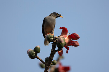 A Common Mayna perched on a red silk cotton flower branch in Natural daylight