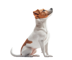 Adorable jack russell terrier puppy sitting attentively isolated on transparent PNG