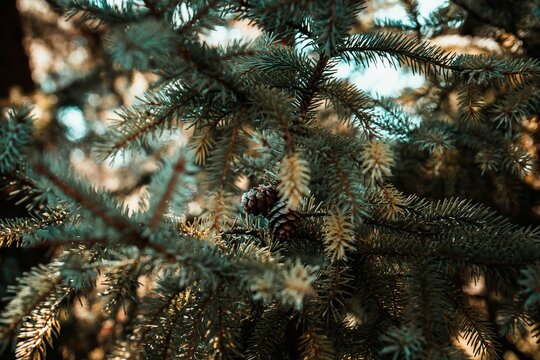 Close-up of pine tree branches with cones.