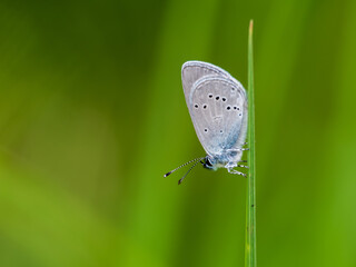 Male Small Blue Butterfly Roosting