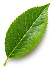 Detailed Close Up Of Single Green Leaf Against White Background