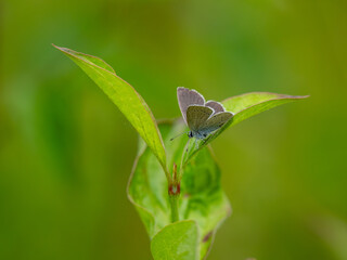 Male Small Blue Butterfly Roosting