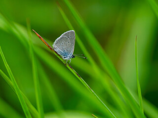 Male Small Blue Butterfly Roosting
