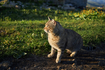 Fluffy cat sits attentively in a green meadow surrounded by wildflowers and rocky terrain as the warm light of golden hour enhances the tranquil atmosphere of nature