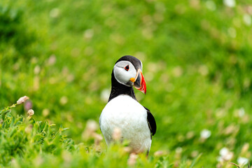 Papageientaucher blickt im grünen Feld