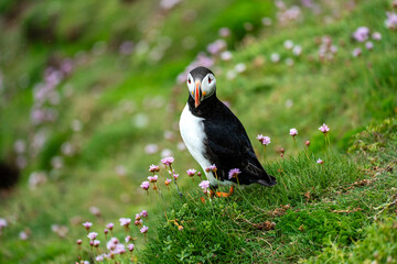 Papageientaucher zwischen Wildblumen auf Saltee Island