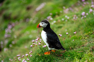 Papageientaucher zwischen Wildblumen auf Saltee Island