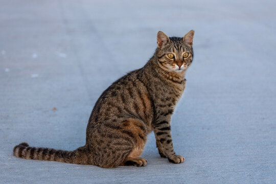 Classic tabby cat sitting on a smooth path at sunset, looking into the distance with sky reflection in eyes. Side, Turkey, Mediterranean.