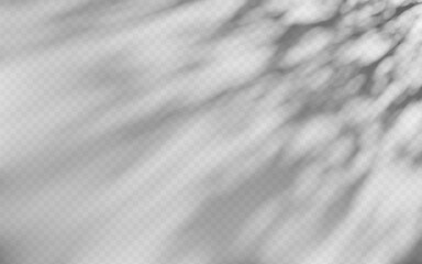 Abstract shadow overlay from tree branch on a transparent background.