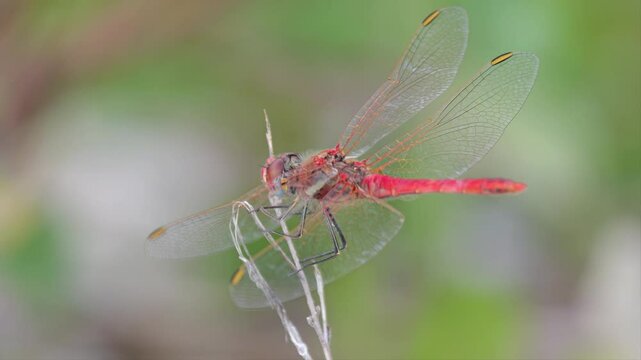 Heidelibelle (Sympetrum) sitzt auf Grashalm