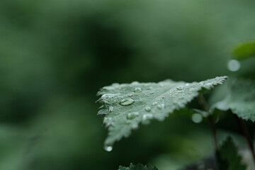 Close-up of a vibrant green leaf covered in shimmering water droplets, with a soft, blurred background.
