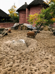 stachelschwein wildschwein tier stachel