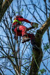 Arborist trimming a tree crown using mountaineering techniques.